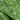 Green Leafy