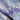 Purple Lacebud