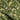 Green Arc