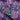 Swirla Lilac