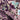 Purple Folium