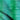 Saphra Teal