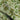 Bluma Sage