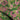 Green Botany