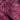 Caelum Pink