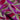 Twila Plum