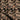 Beige Floret