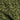 Green Floret