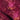 Nebula  Crimson
