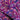 Purple Meadow