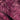 Caelum Pink