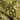 Cassia Olive