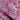 Cassia Pink