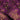 Dark Purple Foliage