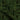 Dark Green Patterned