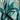 Emerald Ferns