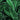 Green Enchantment