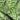 Green Glade