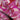 Groovy Pink