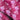 Jujube  Berry
