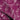 Marina Fuchsia