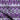 Miro Lilac
