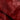 Novara Red
