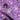 Pookie Lilac