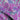 Purple Colorburst