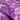 Purple Pop