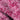 Roselle Pink
