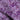 Roselle Violet