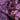 Valora Plum
