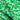 Wobbly Pine