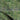 Pillar Grove Green