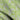 Herb Art Lime